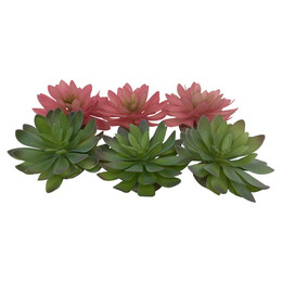 Produktbild von Terra Della Terrarium Dekoration Echeveria grün/rot