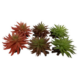 Produktbild von Terra Della Terrarium Dekoration Sedum