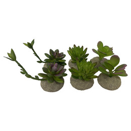 Produktbild von Terra Della Terrarium Dekoration Sukkulenten - 1 Stk.