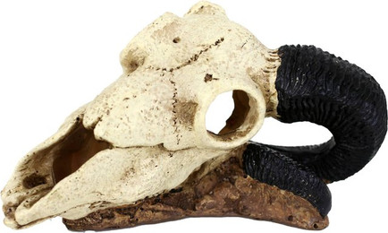 Produktbild von Terrarienzubehör - Widderschädel Reptiles Planet
