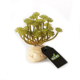 Terrarium-Zubehör Reptiles Planet Green succulent Aeonium – Bild 1 von 5