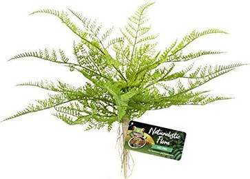Produktbild von Terrarium-Zubehör Zoomed Lace Fern BU-62E