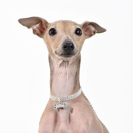 Produktbild von Tinklylife Halskette für Hunde Knochen L