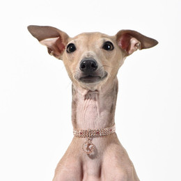 Produktbild von Tinklylife Halskette für Hunde Rubin L