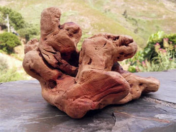 Produktbild von Torgas Kauwurzel