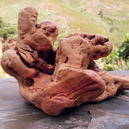 Produktbild von Torgas Kauwurzel