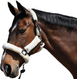 Produktbild von Tragehalfter Flags&Cup