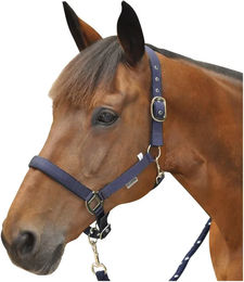 Produktbild von Transporthalfter für Pferde Canter