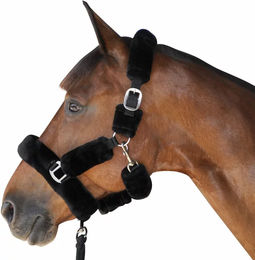 Produktbild von Transporthalfter für Pferde Canter