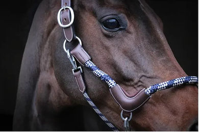 Produktbild von Travel-Halfter für Pferde Jump'In Collection One