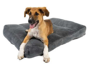 TrendPet Maya Ortho orthopädisches Hundebett – Bild 1 von 8