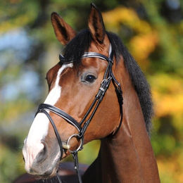 Produktbild von Trense Ella KavalSH4 Kavalkade