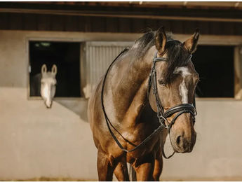 Produktbild von Trense Eric Thomas Bat