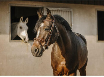 Produktbild von Trense Eric Thomas Crown