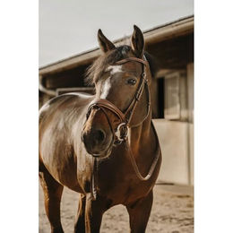 Produktbild von Trense Eric Thomas Visby