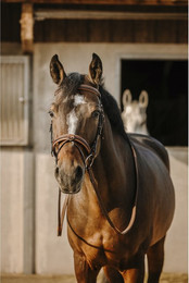 Produktbild von Trense Eric Thomas Work