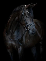 Produktbild von Trense HorseGuard Emi 25.1