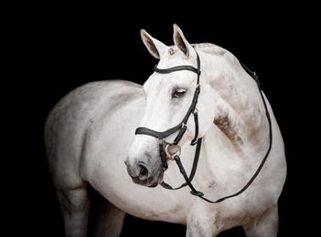 Produktbild von Trense Horseware Micklem 2