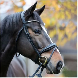 Trense Juliana Kavalkade mit englischem Reithalfter – Bild 1 von 12