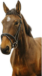 Produktbild von Trense Norton Club Easy