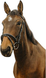 Produktbild von Trense Norton Club Square