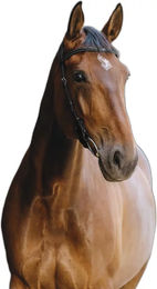 Produktbild von Trense Norton Freedom