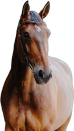 Produktbild von Trense Norton Freedom