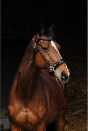 Produktbild von Trense Norton Hackamore