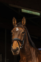 Produktbild von Trense Norton Pro Dark