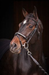 Produktbild von Trense Pénélope Symphonie