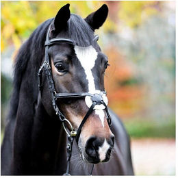 Produktbild von Trense Proline Diego Kavalkade