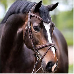 Produktbild von Trense Proline William Kavalkade