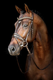 Produktbild von Trense SM Tokyo anatomisches, weiches Kopfstück