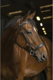 Produktbild von Trensen Reiten Norton Pro Confort