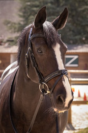 Produktbild von Trensen Reiten Pénélope Smoothie