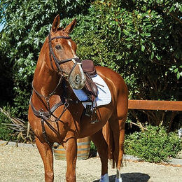 Produktbild von Trensen Reiten von Quiscale Weatherbeeta Collegiate Comfitec