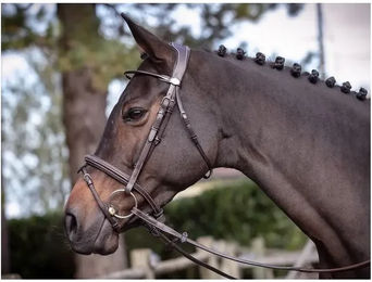 Produktbild von Trensen wednesday Jump'In Collection Week