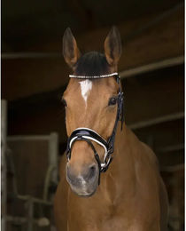 Trensenzaum Norton Pro Bella – Bild 1 von 4