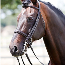 Produktbild von Trensenzaum Tattini