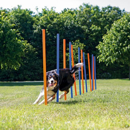 Produktbild von Trixie Dog Activity Agility Slalom Stangen