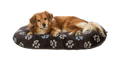 TRIXIE Hundekissen Jimmy oval taupe – Bild 1 von 3