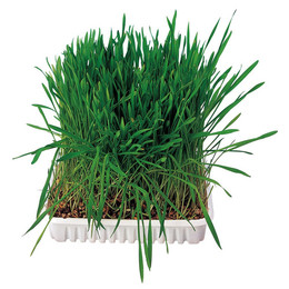 Produktbild von Trixie Kleintiergras - 100 g