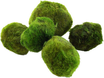 Tropica Aegagropila linnaei - 1 Stk – Bild 1 von 2