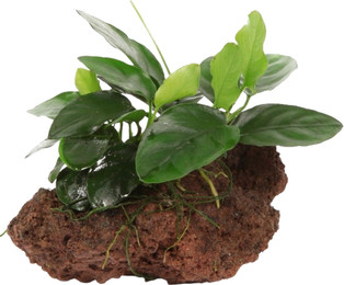 Produktbild von Tropica Anubias barteri var. Nana auf Lavastein - 1 Stk
