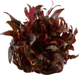 Tropica Aquariumpflanze Alternanthera reineckii Mini - 1 Stk. – Bild 1 von 3