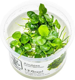 Produktbild von Tropica Aquariumpflanze Anubias barteri Mini Coin