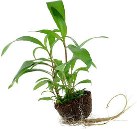 Produktbild von Tropica Aquariumpflanze Hygrophila corymbosa 'Siamensis 53B'