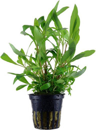 Produktbild von Tropica Aquariumpflanze Hygrophila corymbosa 'Siamensis 53B'