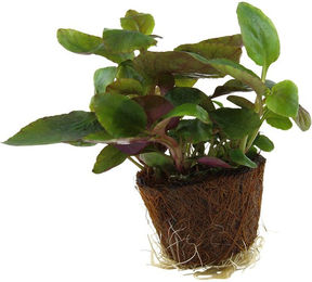 Produktbild von Tropica Aquariumpflanze Lobelia cardinalis