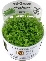 Tropica Aquariumpflanze Micranthemum tweediei Monte Carlo - 1 Stk. – Bild 1 von 3